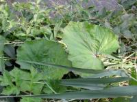 Tussilage (Photo F. Mrugala)